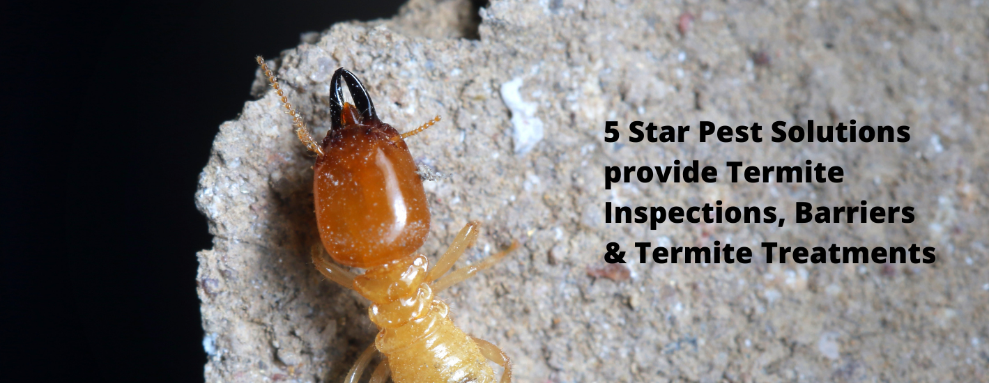 5 Star Pest Solutions Hervey Bay / Maryborough